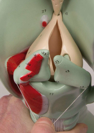Erler Zimmer Internal Organs Model