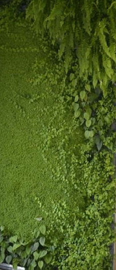 Panou artificial de frunziș 1.5x2m Panou artificial de frunziș 1.5x2m