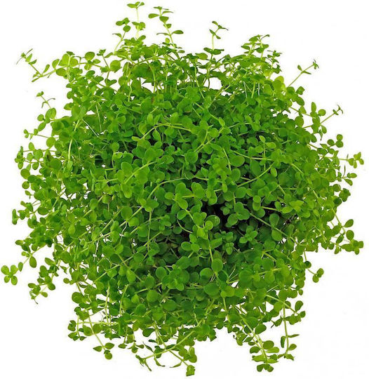 SonGrow Живо Аквариумно Растение Micranthemum
