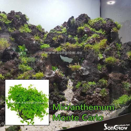 SonGrow Живо Аквариумно Растение Micranthemum