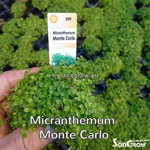 SonGrow Живо Аквариумно Растение Micranthemum