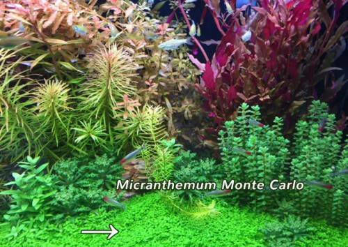 SonGrow Живо Аквариумно Растение Micranthemum