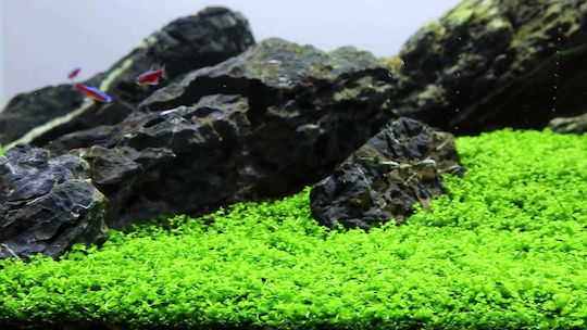 SonGrow Живо Аквариумно Растение Micranthemum