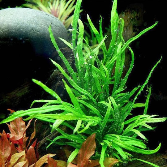 Tropica Microsorum Live Aquarium Plant