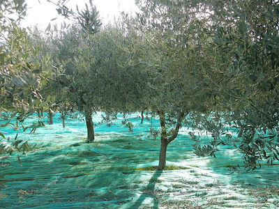 Hafaco Toronet Olive Harvesting Net 90gr/m² 6x8m