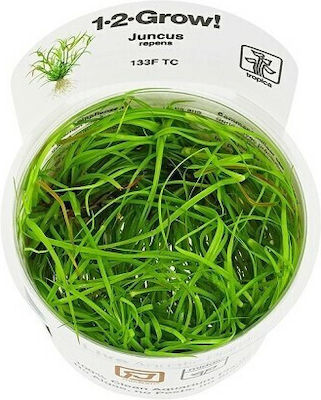 Tropica 1-2 Grow! Plantă acvatică vie Juncus repens