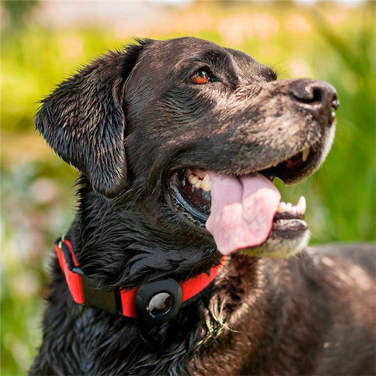 Accessories for Dog Shock Collar