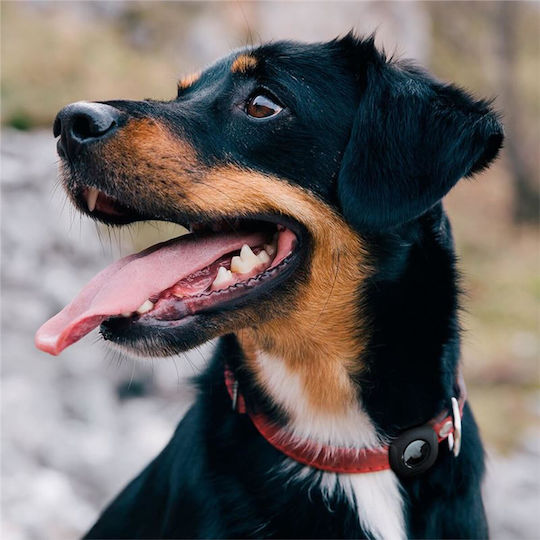 Accessories for Dog Shock Collar