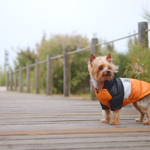 Dashi Orange Waterproof Dog Coat Large with 42cm Back Length