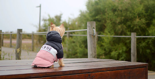 Dashi Pink Waterproof Dog Coat Small with 34cm Back Length