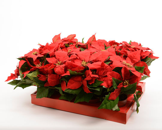 Kaemingk Christmas Decorative Alexandrian 27cm