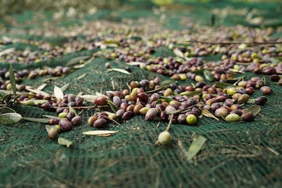 Olive Harvesting Net 85gr/m² 5x10m