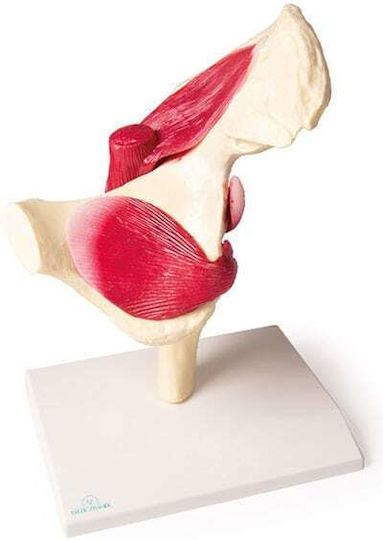 Erler Zimmer Internal Organs Model