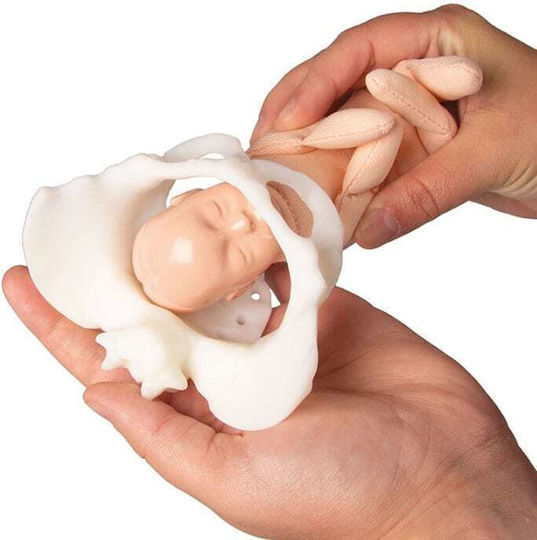 Erler Zimmer Interactive Training & CPR Model