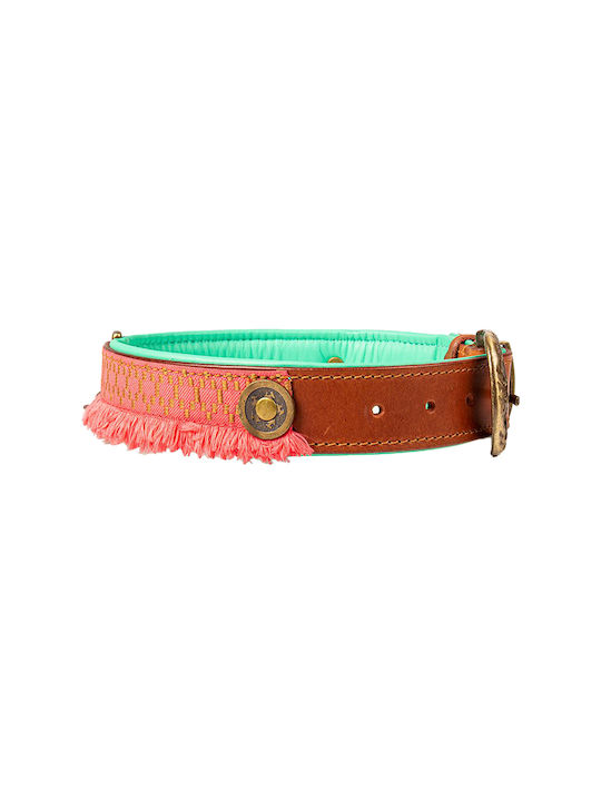 DWAM Hundehalsband in Orange Farbe