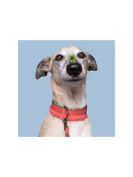 DWAM Hundehalsband in Orange Farbe