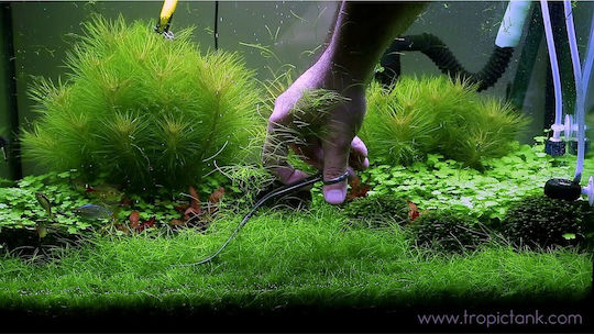 SonGrow Parvula Previously E Acicularis Plantă acvatică vie Eleocharis