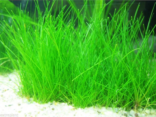 SonGrow Parvula Previously E Acicularis Plantă acvatică vie Eleocharis