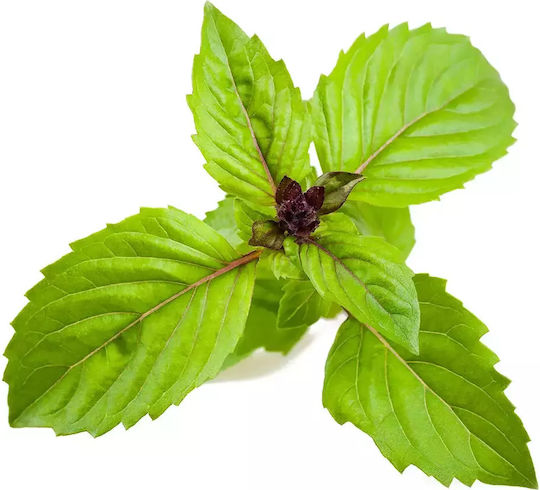 Click and Grow Σπόροι Βασιλικός 3τμχ