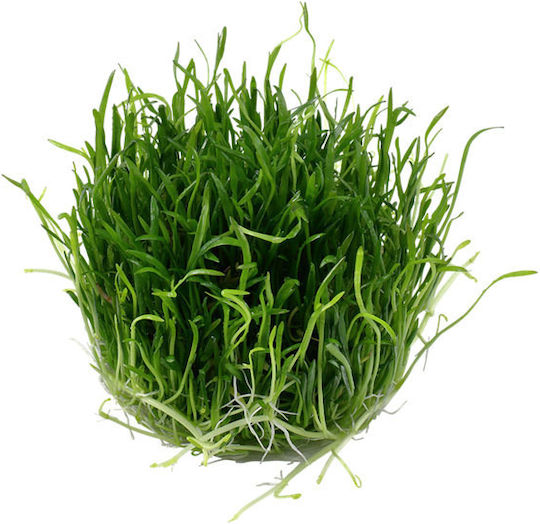 Tropica Lilaeopsis Brasiliensis 1-2-Grow!