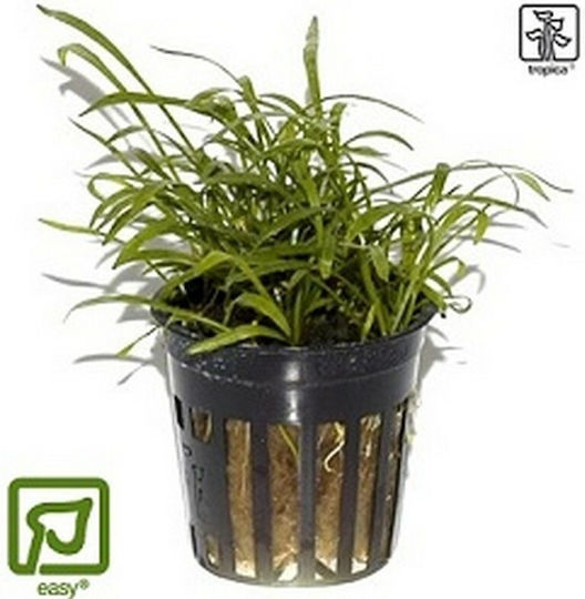 Tropica Brasiliensis Potted Lilaeopsis Live Aquarium Plant