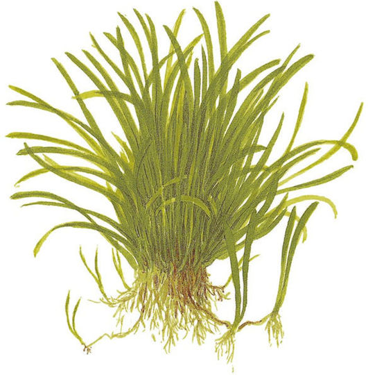 Tropica Lilaeopsis Brasiliensis 1-2-Grow!