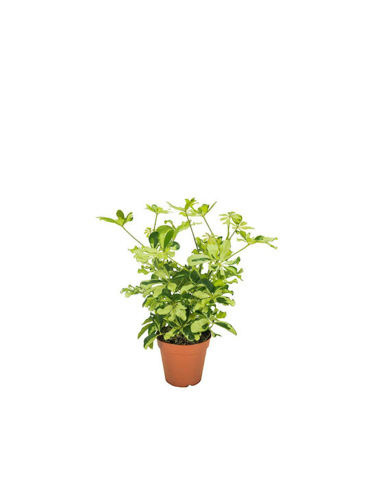 Schefflera 'melanie' 13cm Schefflera 'melanie' 13cm