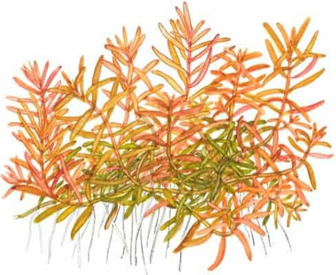 Tropica Rotala Live Aquarium Plant