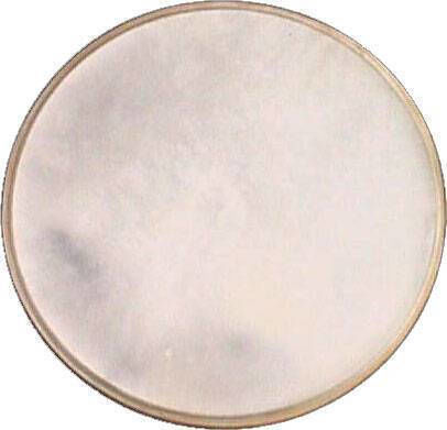 Stollas Drumhead for Percussion 6.6"