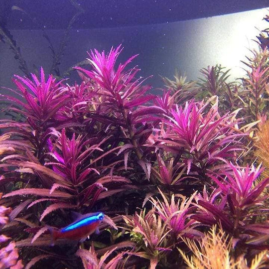 Tropica Lebende Aquariumspflanze Limnophila