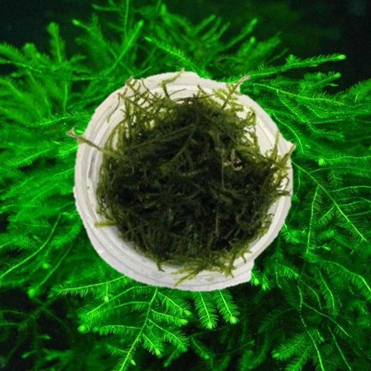 Ruinemans Aquarium Java Live Aquarium Plant