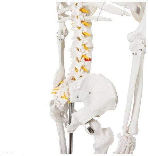 Human Skeleton Anatomy Medical Training Manikin Support Base 165x33cm