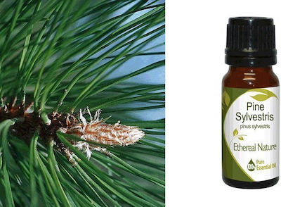 Nature & Body Essential Oil Pine 10ml