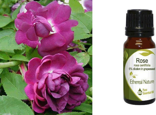 Nature & Body Ätherisches Öl Rose 10ml