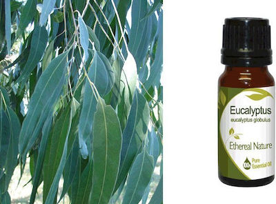 Nature & Body Essential Oil Eucalyptus 10ml