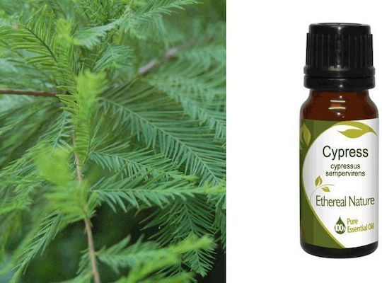 Nature & Body Essential Oil Cypress 10ml