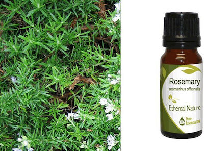 Nature & Body Essential Oil Rosemary 10ml