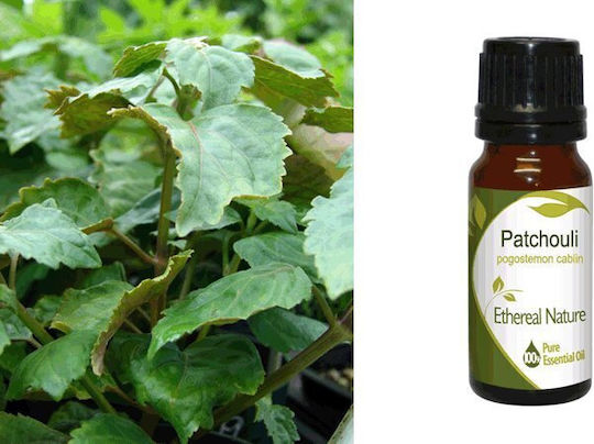 Nature & Body Αιθέριο Έλαιο Πατσουλί 10ml