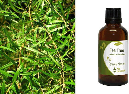 Nature & Body Αιθέριο Έλαιο Tea Tree 50ml