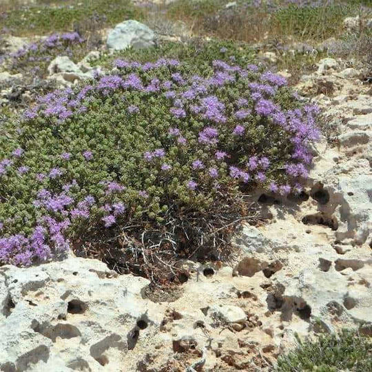 Θυμαρι Κρητικο Φυλλο Τριμμενο Εξτρα Ποιοτητας 50 Gr