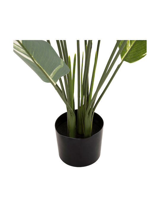 Calathea Potted Plant 140cm HomeMarkt