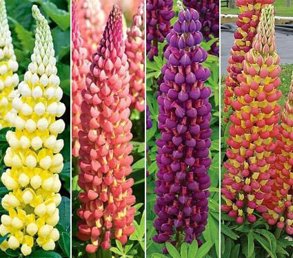 Gemma Mixture Seeds Lupin 0.8gr