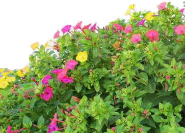 Gemma Seeds Evening Primrose Multicolour