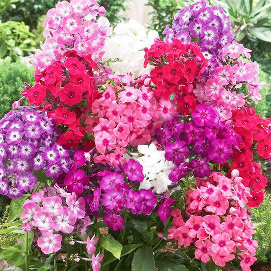 Gemma Samen Phlox 0.5gr