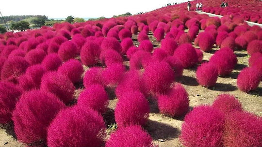 Gemma Seeds Bassia Scoparia 1gr