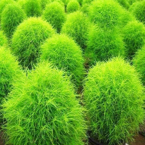 Gemma Seeds Bassia Scoparia 1gr