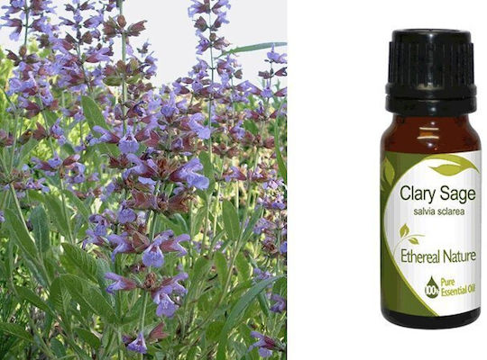 Nature & Body Ulei Esențial Salvie Clary Sage 10ml