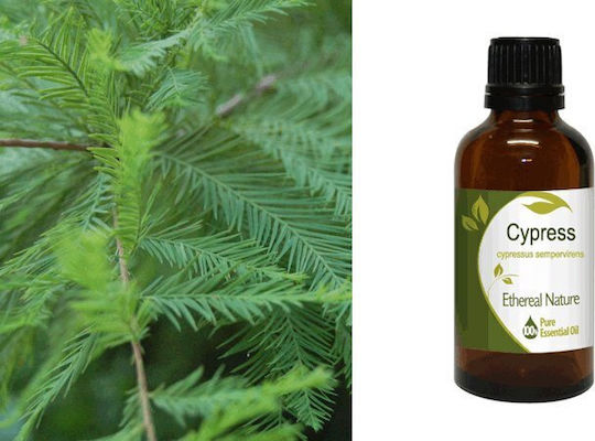 Nature & Body Ätherisches Öl Zypresse 50ml