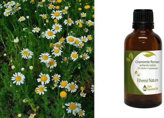 Χαμομήλι Ρωμαϊκό 5% (Roman Chamomile) Αιθέριο Έλαιο 50ml Nature & Body