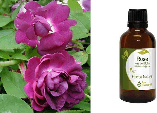 Nature & Body Rose Essential Oil 50ml